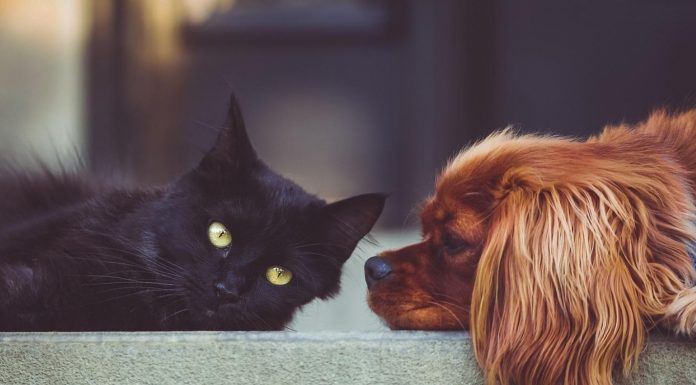 Bagaimana Cara Merawat Hewan Peliharaan? Begini Rupanya! Bagaimana cara merawat hewan peliharaan