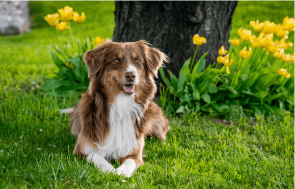 Rekomendasi Makanan Anjing Yang Bagus dan Murah, Apa Ya? rekomendasi makanan anjing yang bagus dan murah
